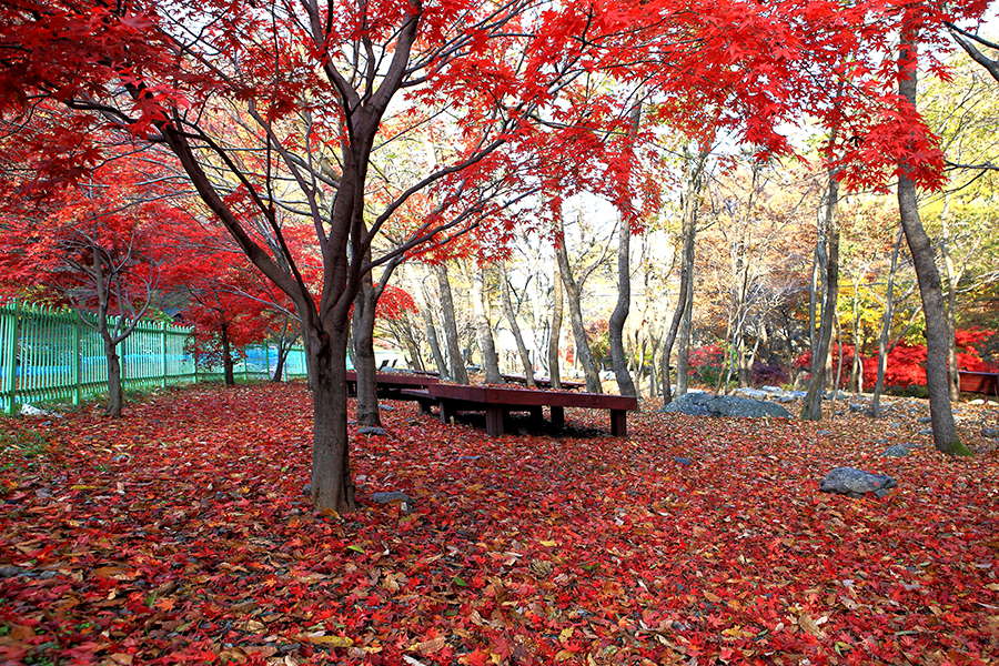 [보령8경] 3경 - 성주산자연휴양림